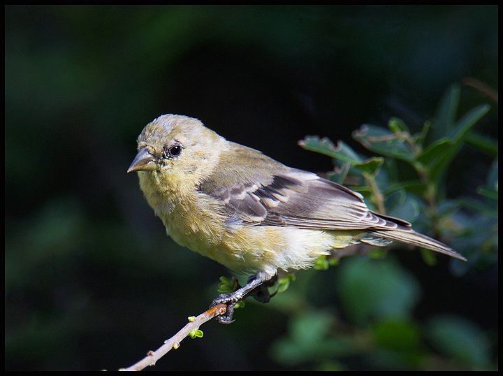 _3SB6999 lesser goldfinch female.jpg